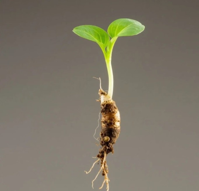 Семечко всегда растет корнем вниз 