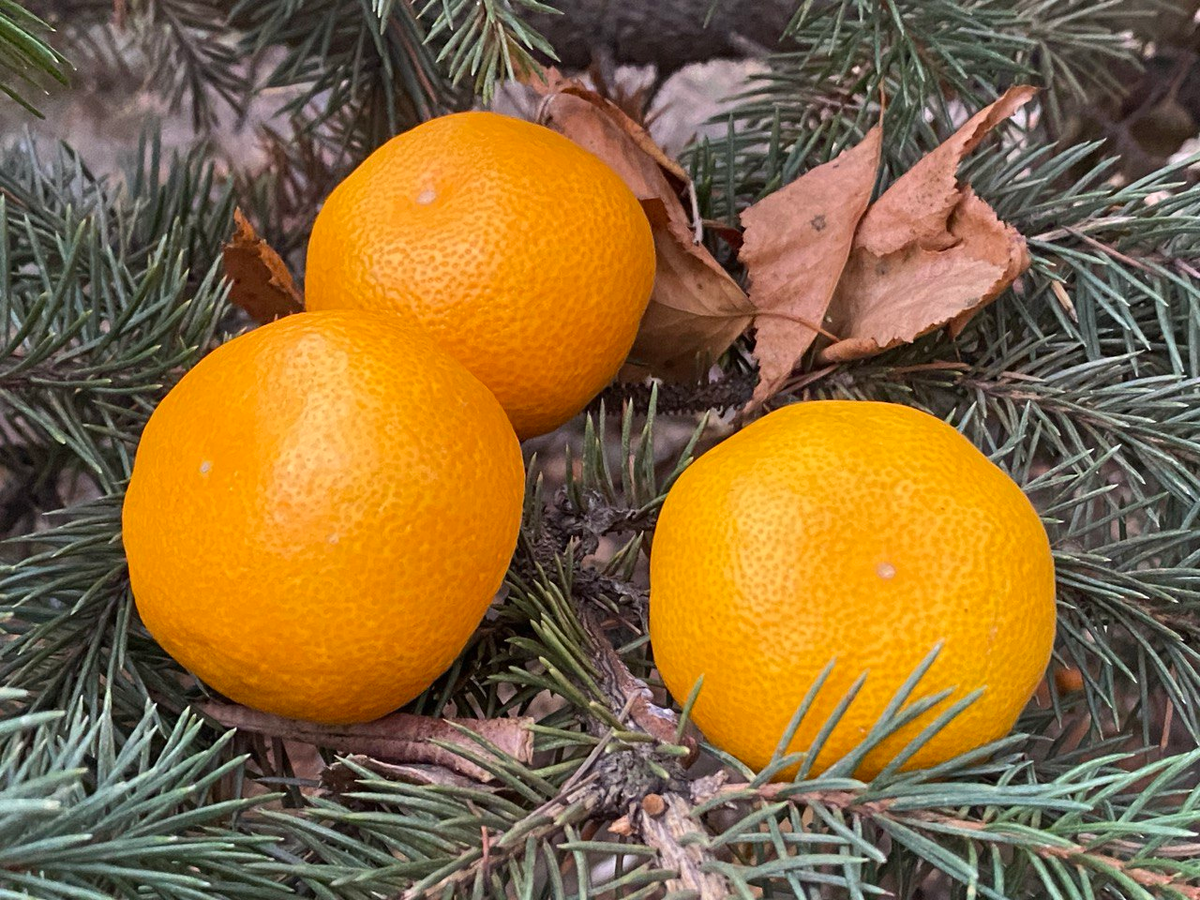 Мандарины на ёлочке. Фото автора