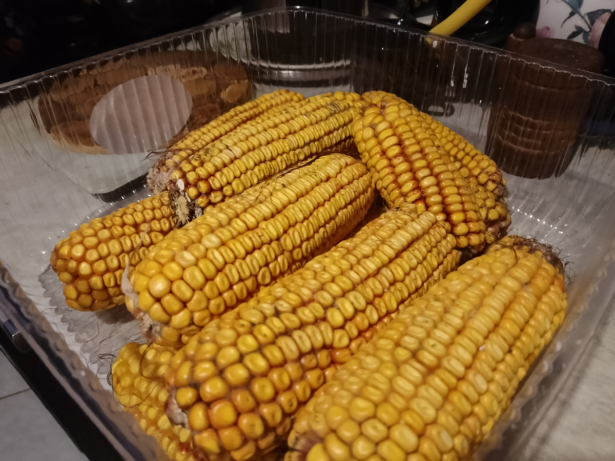 Фото автора, декабрьская кукуруза в Поволжье