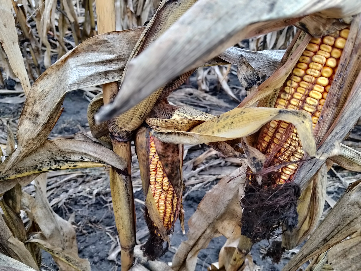 Фото  автора, декабрьская кукуруза в Поволжье