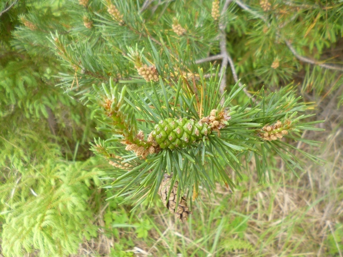 Молодая зелёная и коричневая старая сосновые шишки (фото из архива автора)