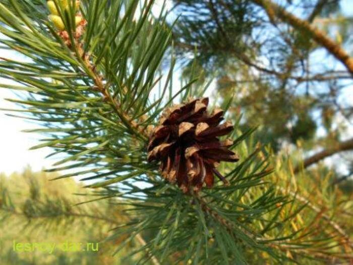 Такие шишки пригодны разве что для поделок (фото с блога "Лесная кладовая")