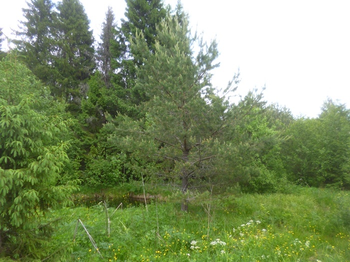 Сосна с шишками (фото из архива автора)