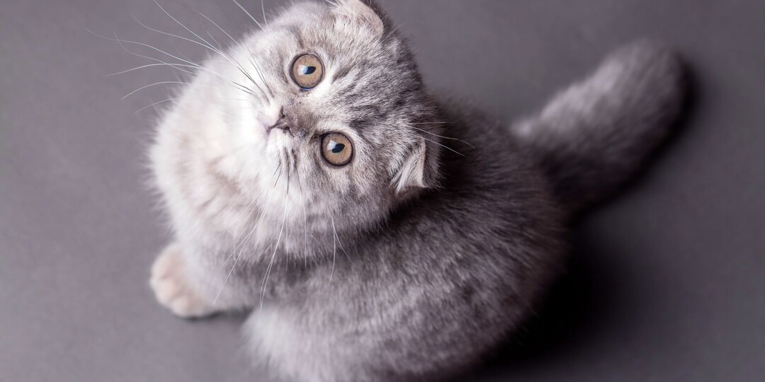 Вислоухая кошка (шотландская): полный гид по породе, характеру, уходу и здоровью в 2026 году