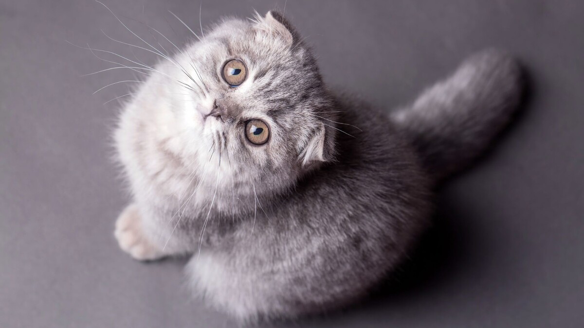 Вислоухая кошка (шотландская)