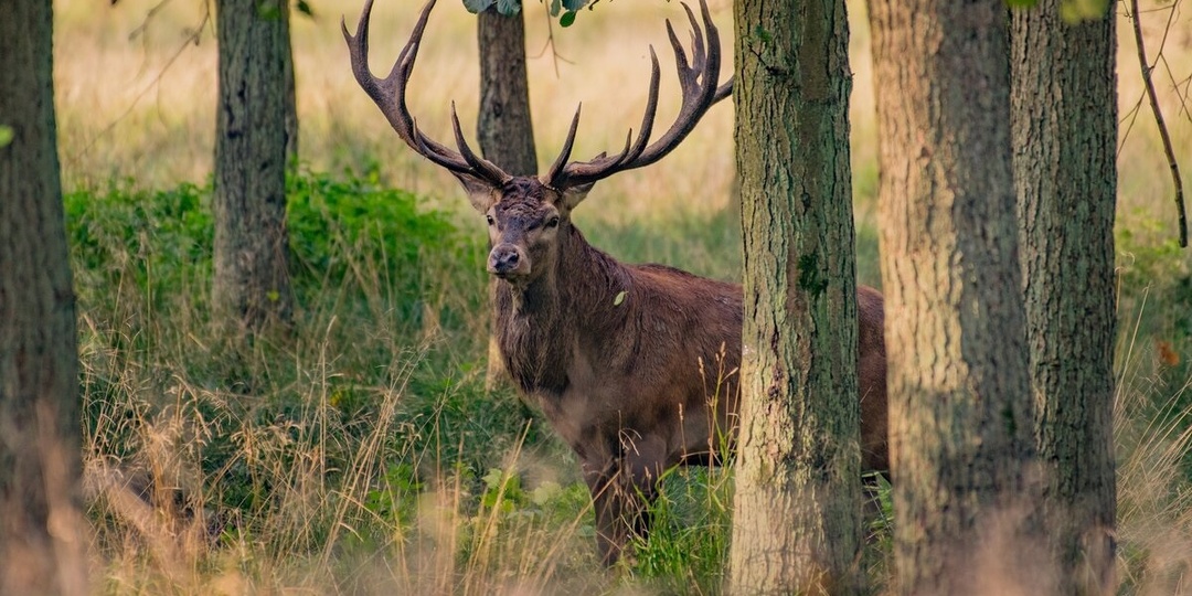 Почему изюбрь не стал домашним животным? Как самый крупный олень Азии устоял перед одомашниванием