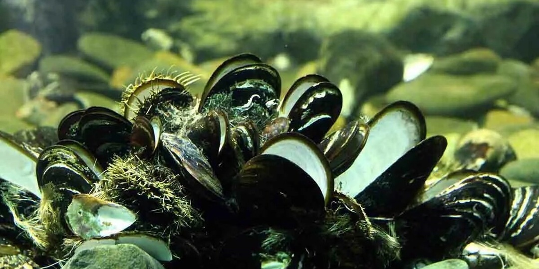 Почему устрицы в Японии отличаются от европейских? Как моллюск хранит геологию, климат и вкус целого региона