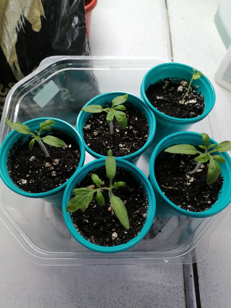 У сеянцев первая пара листьев - думаю, что пора пересаживать