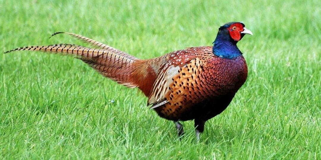 Может ли фазан решить простую задачу? Как птица находит решение за секунды