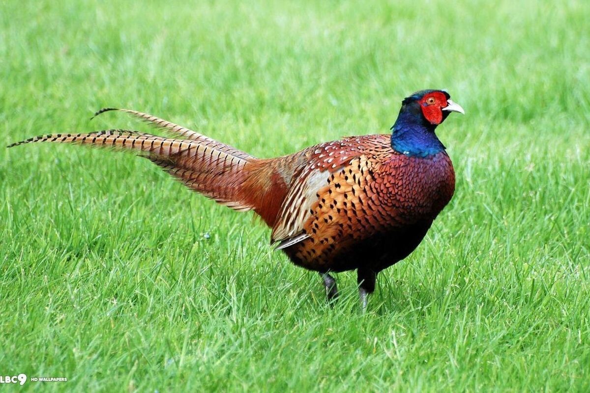 Фото с сайта: https://kavkaz.mk.ru/social/2019/04/01/polku-fazana-severokavkazskogo-na-stavropole-pribylo.html