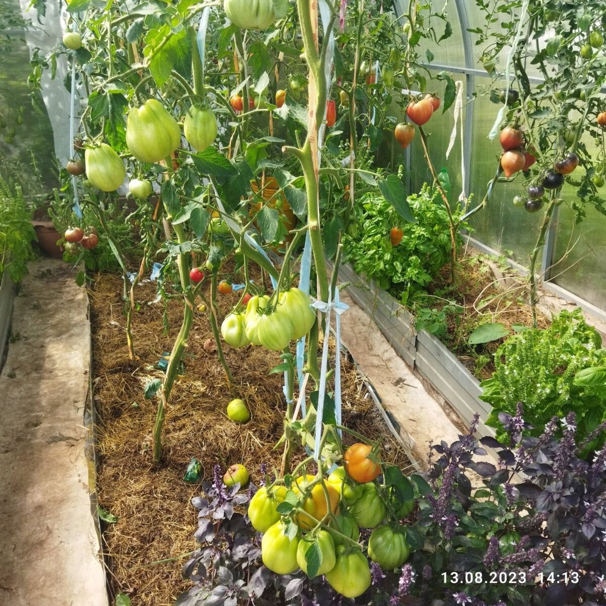 13 августа 23 год