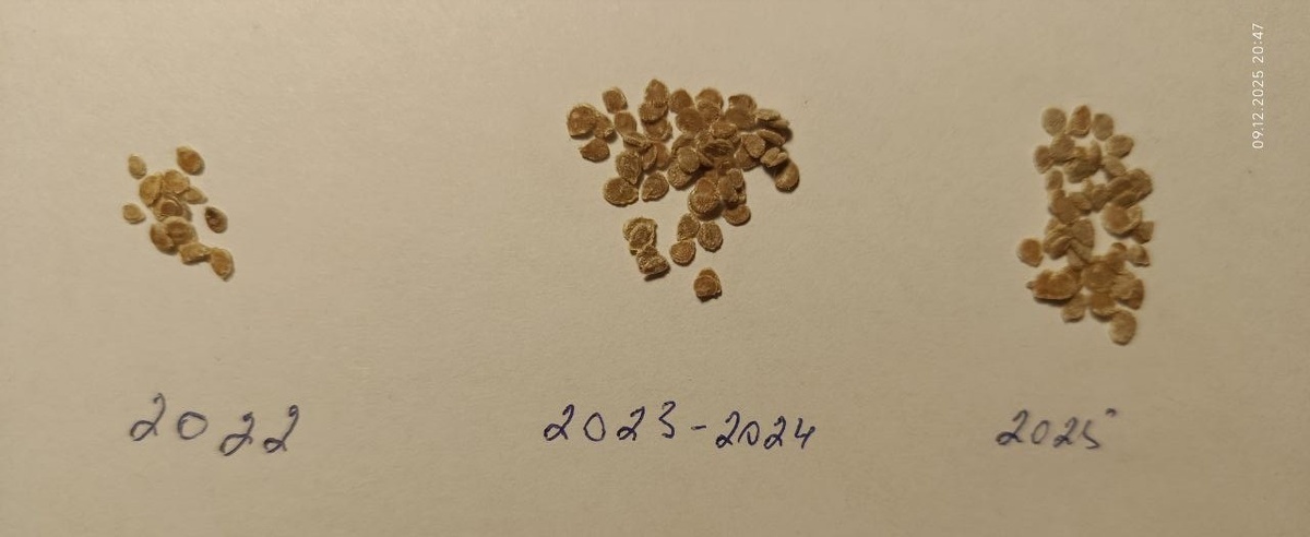 2022 год  - чужие семена, 2023 и 2025 год мои. Зачем это фото читайте ниже