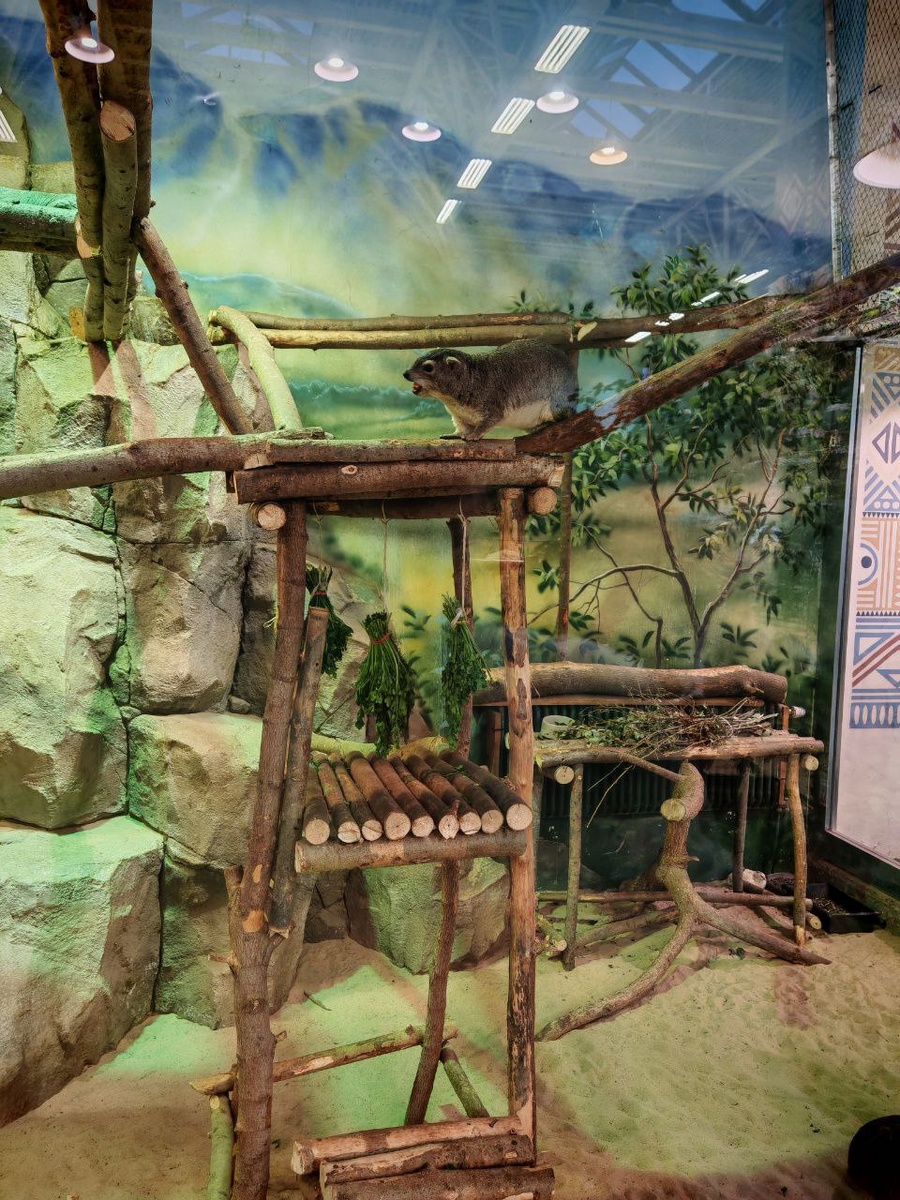 Декорации в вольере даманов. Фото: Дарья Снигуренко 