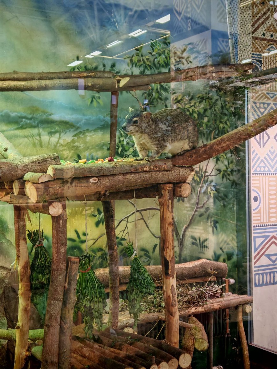 Для даманов естественно питаться на деревьях и возвышенностях. Фото: Дарья Снигуренко