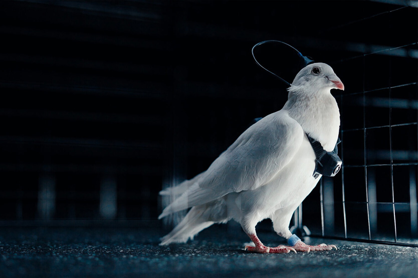    От сородичей голубь-биодрон почти не отличается   
Фото Neiry.ru