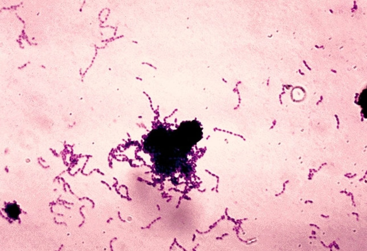    Колония бактерий Str. mutans, вызывающих кариес. Источник изображения: wikimedia.org