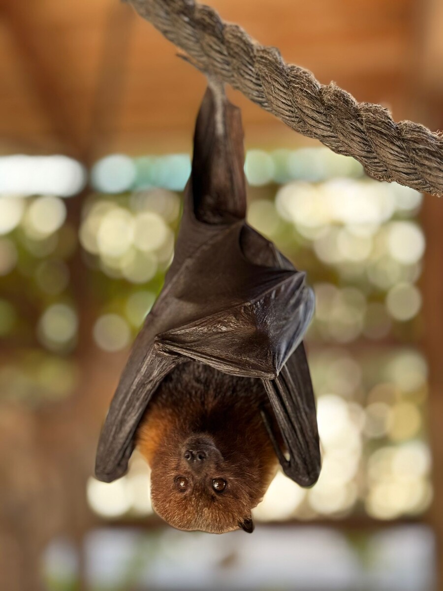 Отдыхающий крылан в Хай Парк. Фото: Лейла Иевлева