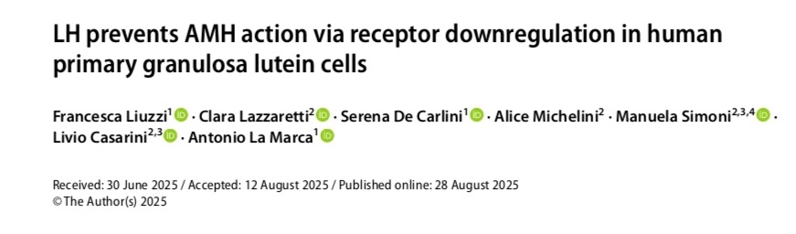 Источник: Liuzzi F, Lazzaretti C, De Carlini S, Michelini A, Simoni M, Casarini L, La Marca A. LH prevents AMH action via receptor downregulation in human primary granulosa lutein cells. J Assist Reprod Genet. 2025 Oct;42(10):3267-3274. doi: 10.1007/s10815-025-03635-x. Epub 2025 Aug 28. PMID: 40875133; PMCID: PMC12602845.