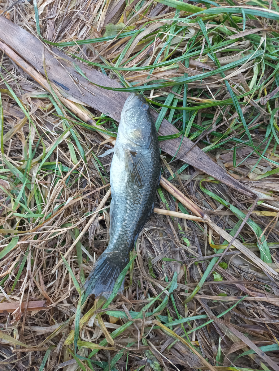 фото автора зимний сезон 2025- 2026 первый ротан