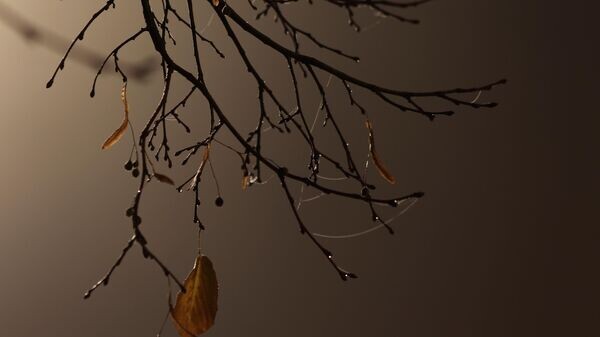    © Sputnik / Мария Девахина