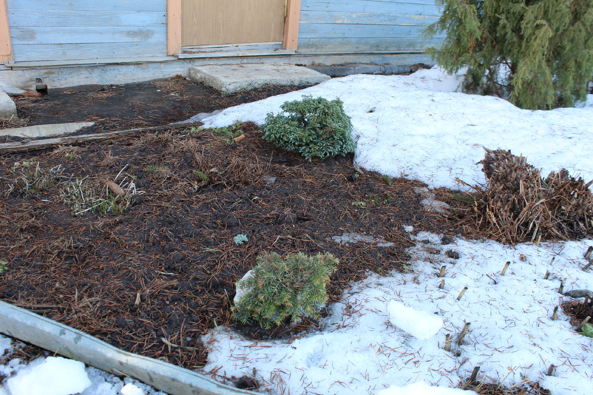 Тсуга Нана сразу после схода снега