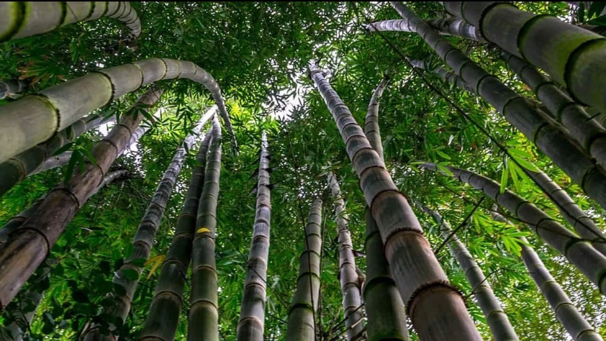 Бамбук; источник фото: sbs.com.au