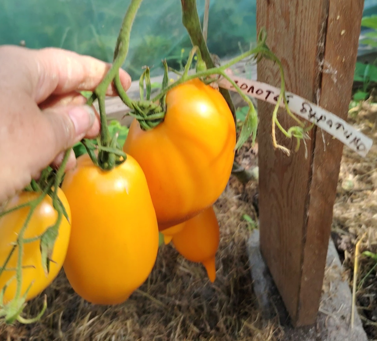 Золотой буратино