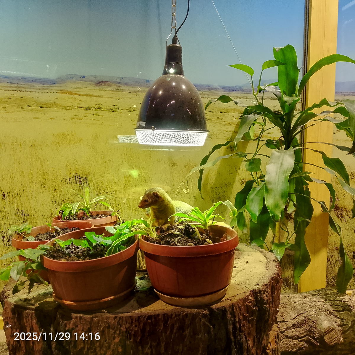 Карликовые мангусты в Ленинградском зоопарке