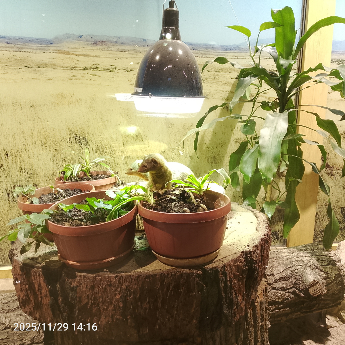 Эта парочка живёт в павильоне с крупными кошачьими. 