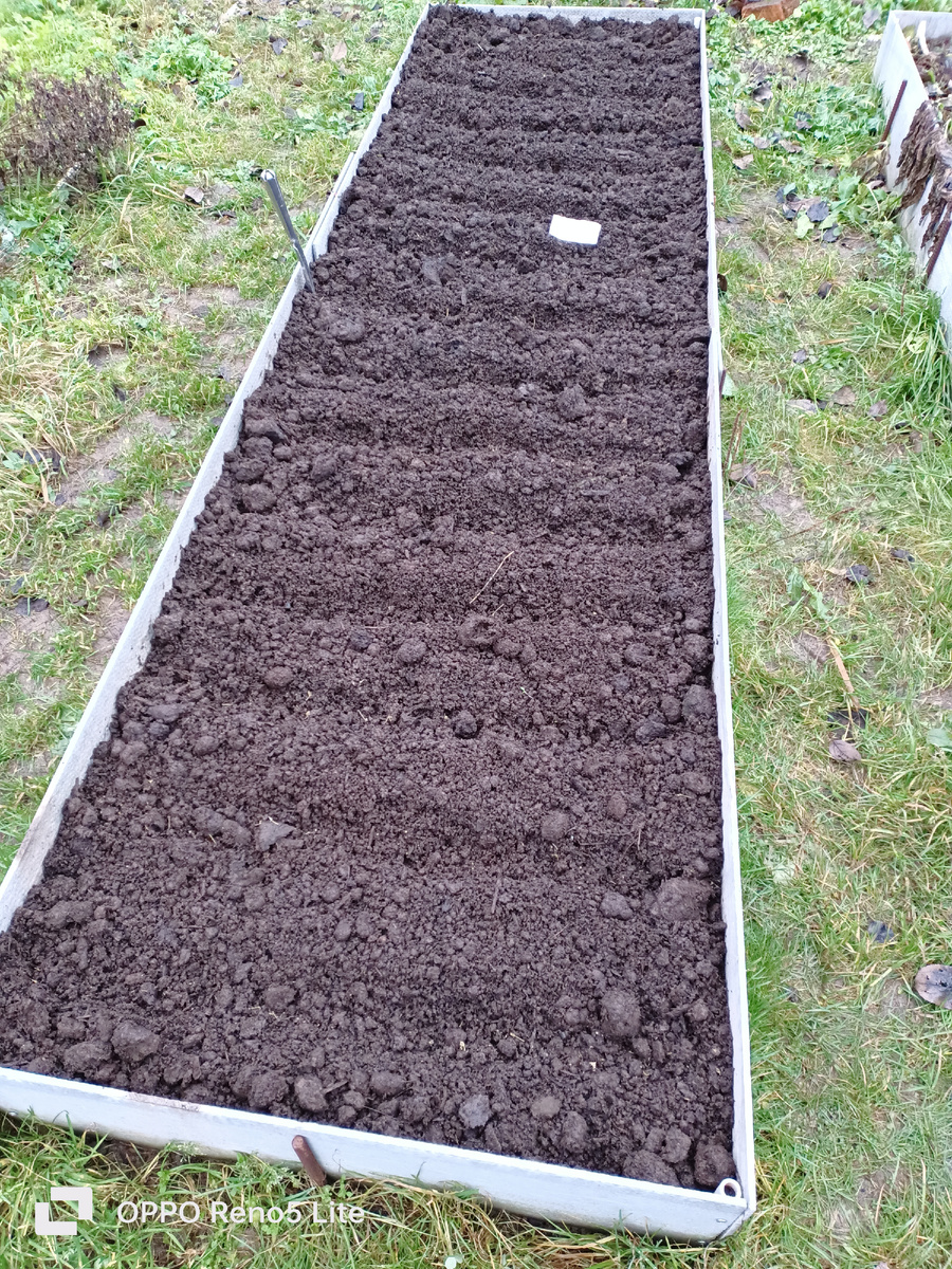 Грядка 3м, получилось 15 рядков