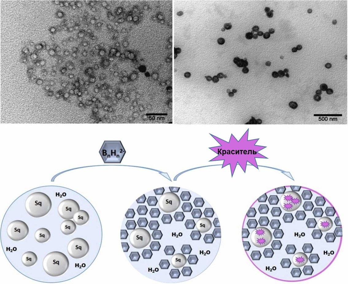 Микрофотографии наночастиц сквалена, стабилизированных кластерами бора, полученные с помощью просвечивающего электронного микроскопа.
Схематичное изображение стабилизации наноэмульсий сквалена клозо-боратными анионами и включения красителя
