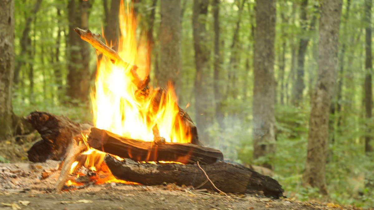 Костёр в Мамайском лесу, Ставрополь, 2024