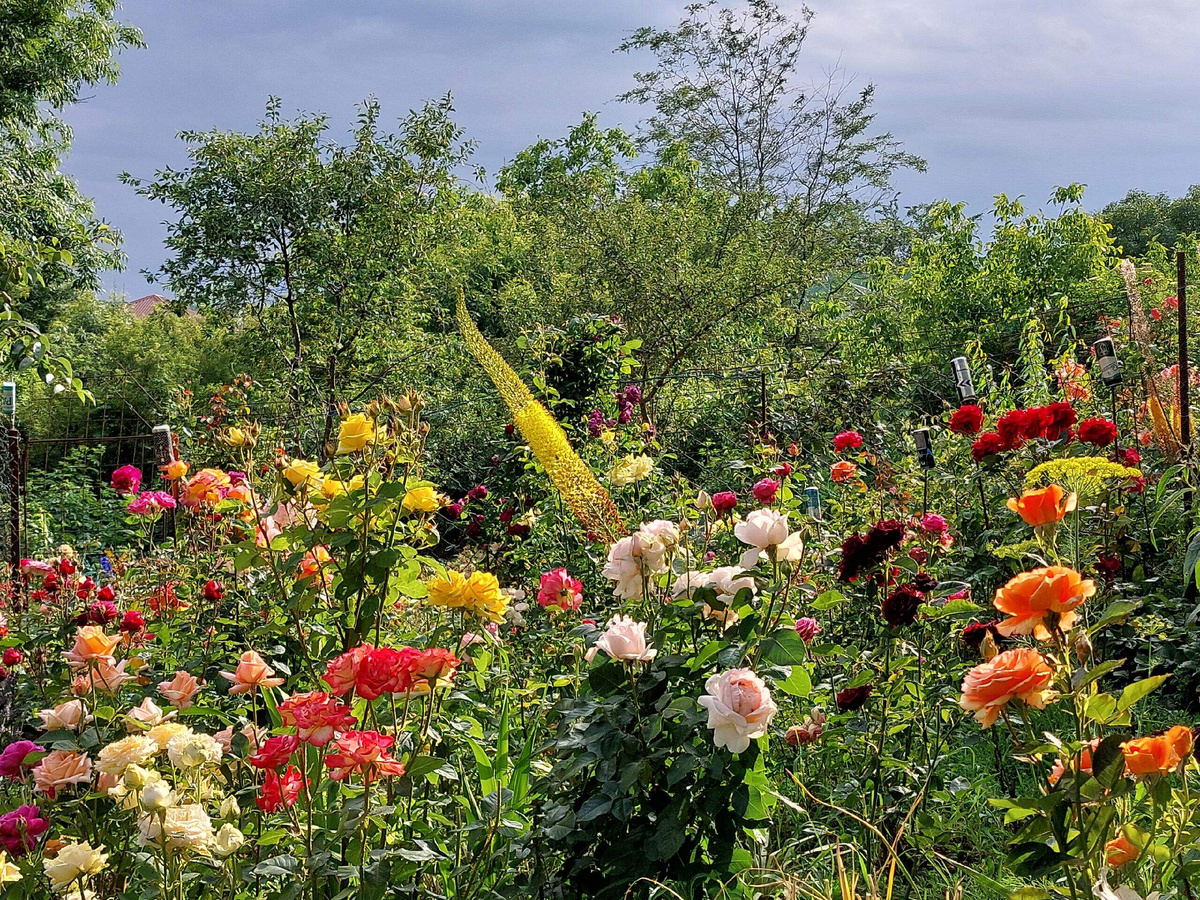 мой розовыйт рай 
