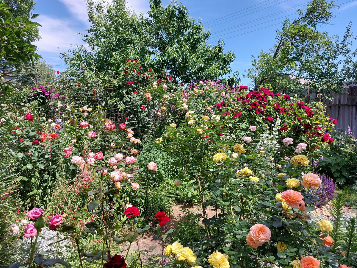 один из участков моего сада 