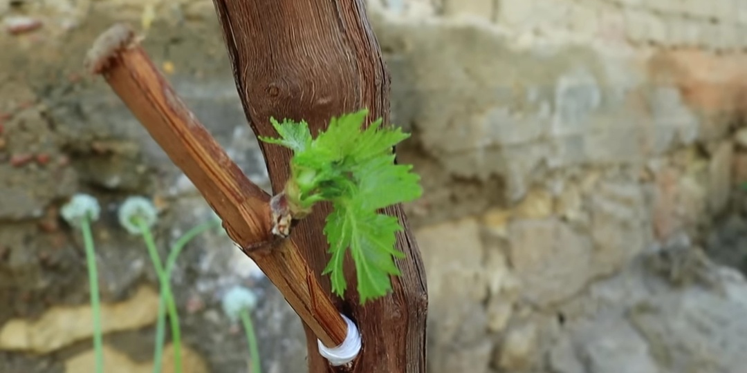 Хвала мошенникам, великая хвала! Рукоплескание, любовь и пахлава!