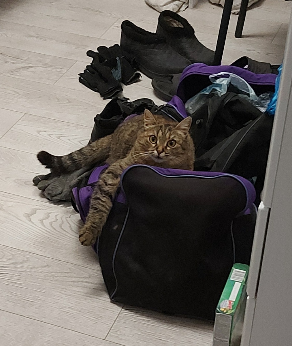 Киска Ириска или Ириса по взрослому