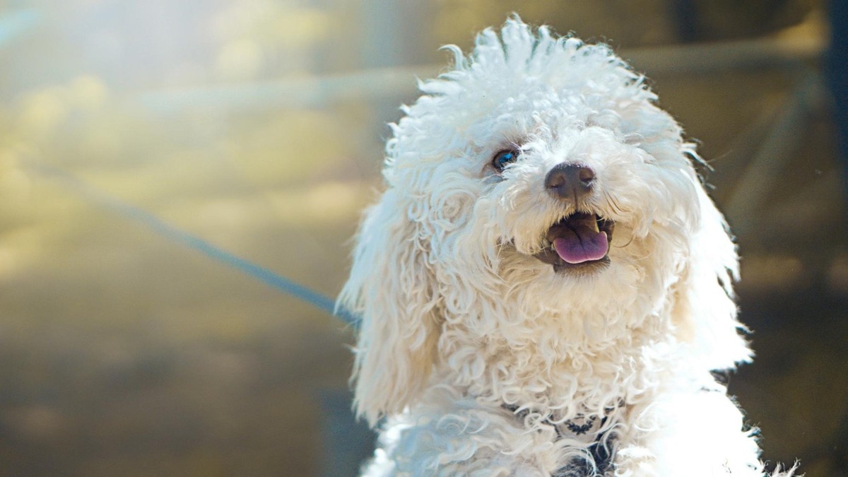    Не только мы воспитываем собак, но и они преподают нам уроки жизни