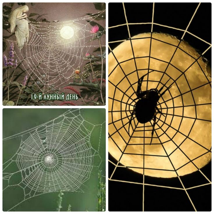 Символ 19-х лунных суток - Паук