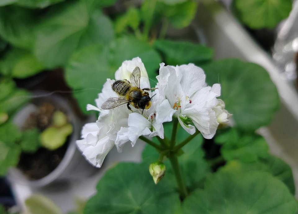 Хорошо, что я не срезала бутоны с этого черенка!