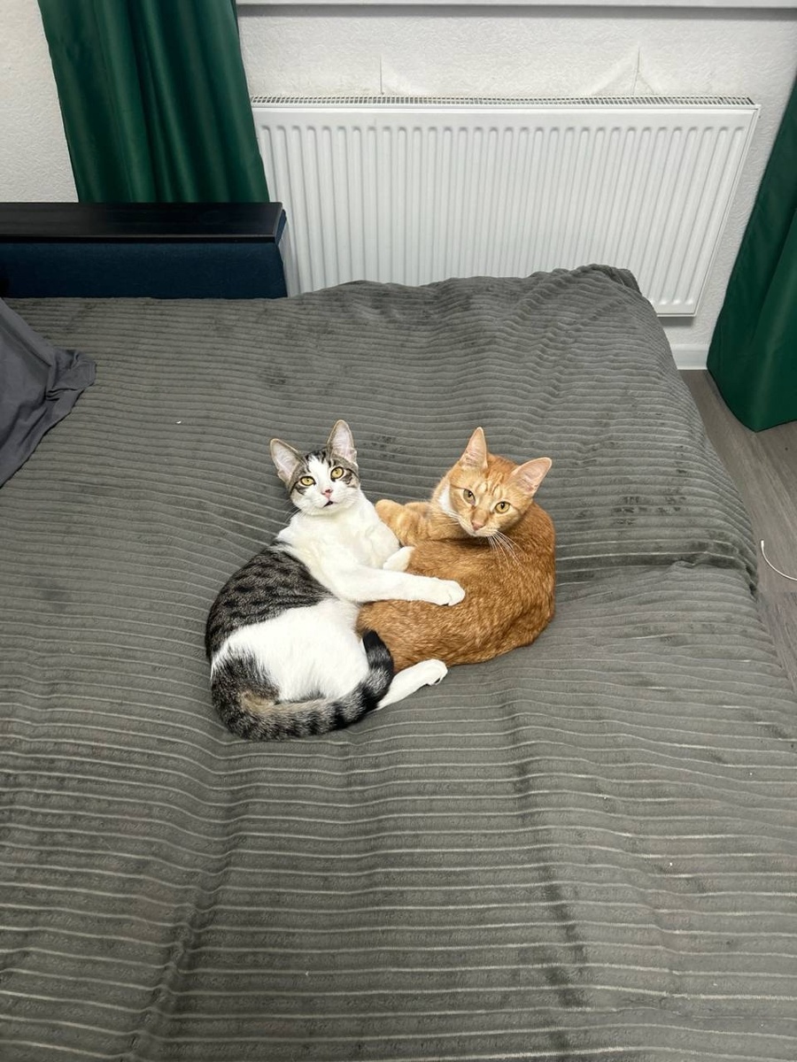 ЛимУ со своим рыжим другом) 