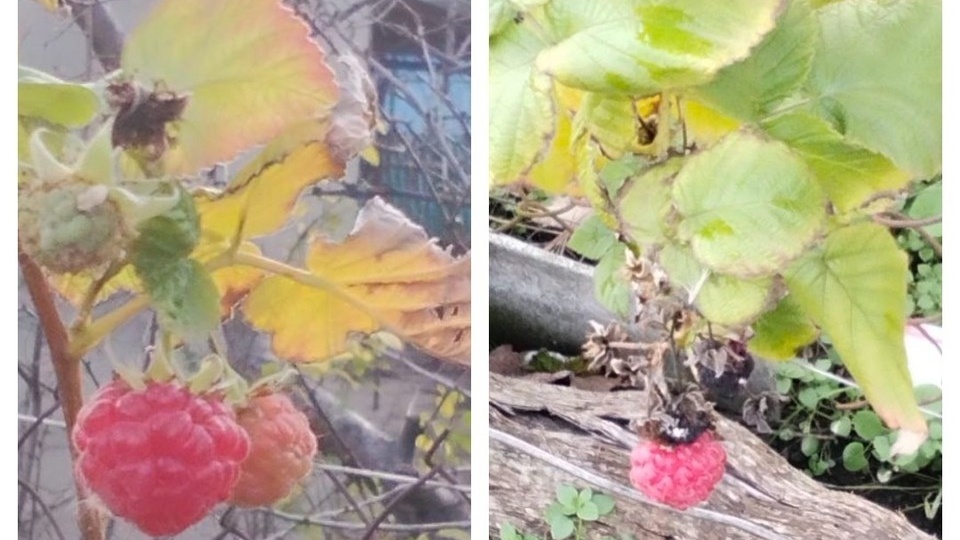 В декабре в Ростовской области продолжают созревать малина и клубника