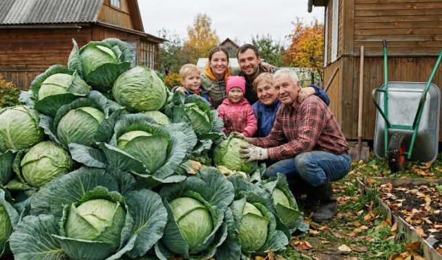 10 идеальных сортов капусты для засолки, квашения и хранения