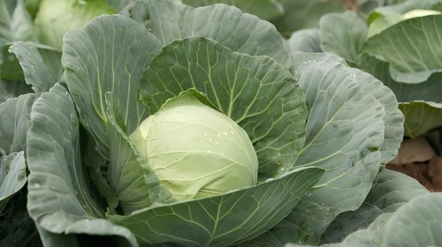 Главная ценность капусты Слава — в феноменальном количестве сахаров (4,8-5,2%), что значительно выше, чем у модных голландских гибридов. © semenakupi