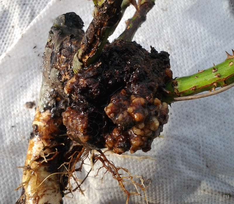 Вот так выглядит рак корней.