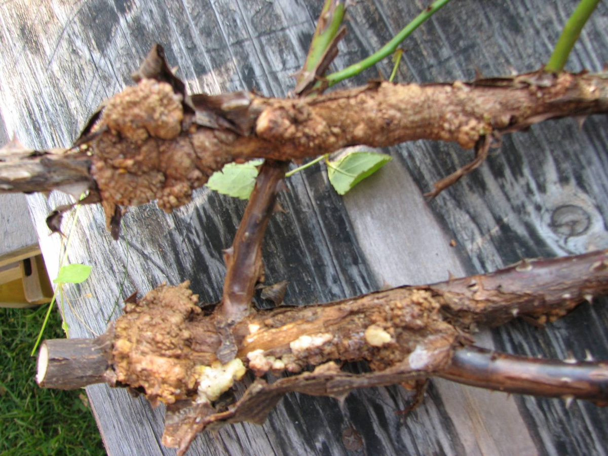 Вот это уже выше прививки,подсохшие наросты.