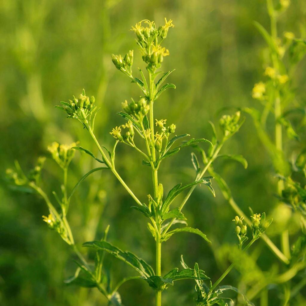 Золототысячник