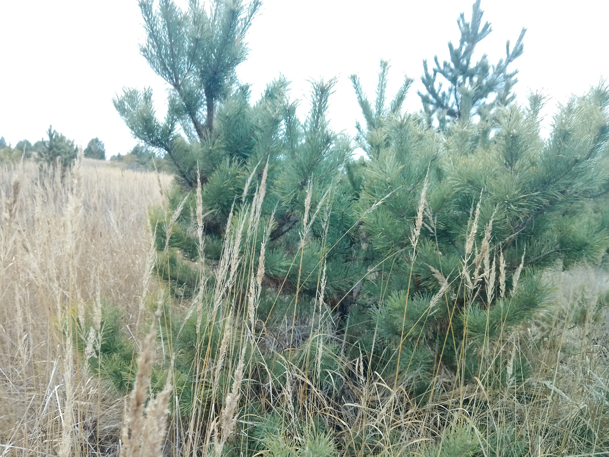 Фото автора, наш загородный участок