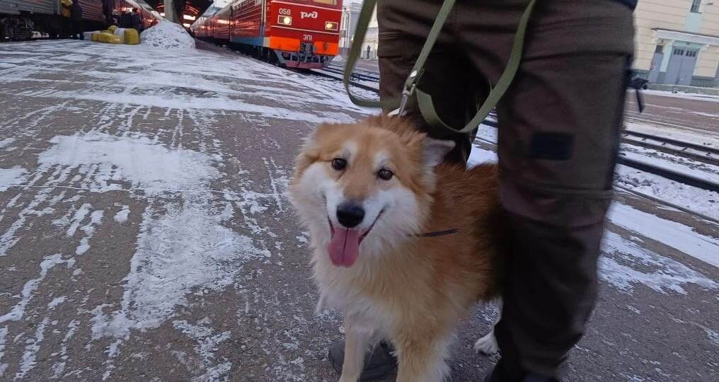 Сегодня срочно нужны Дрова!!! Корм!!! Солома!!! Ждем ваших лайков, лайки это топливо для раскрутки нашего канала, вы спасаете ими приют!