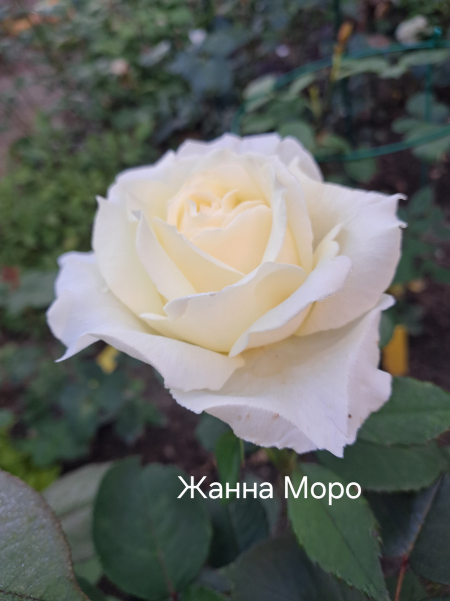 Роза Jeanne Moreau названа в честь знаменитой французской актрисы. Август 2025 г. Фото автора