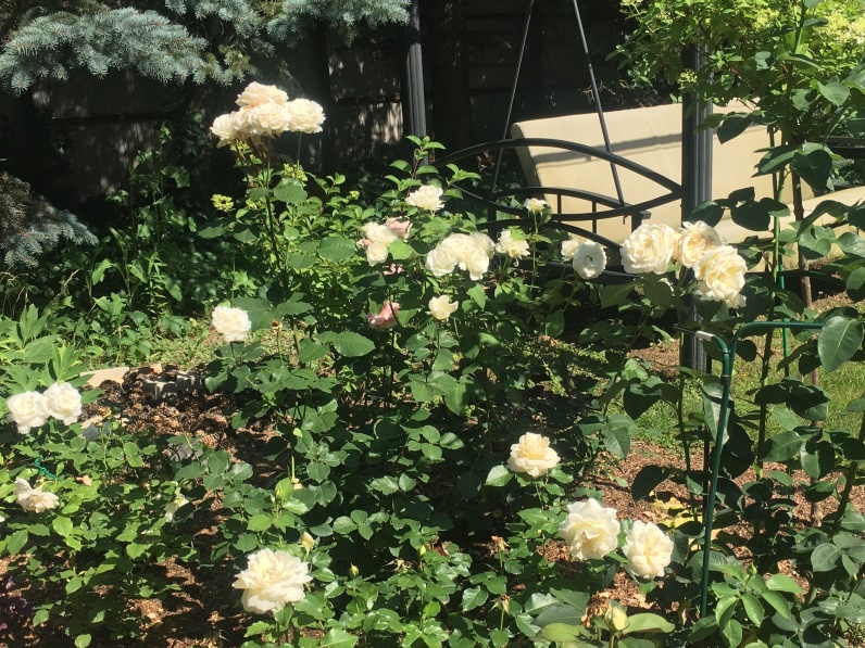 Наш "Белый кабинет", левый розарий